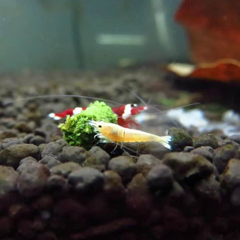 Spinach Shrimp Feed Ornamental - Aquarium Fish Eggs recension och pris