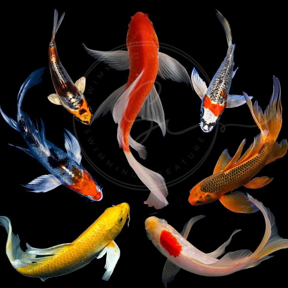 Assorted Colors Live Koi Fish  - Aquarium Fish Pond recension och pris