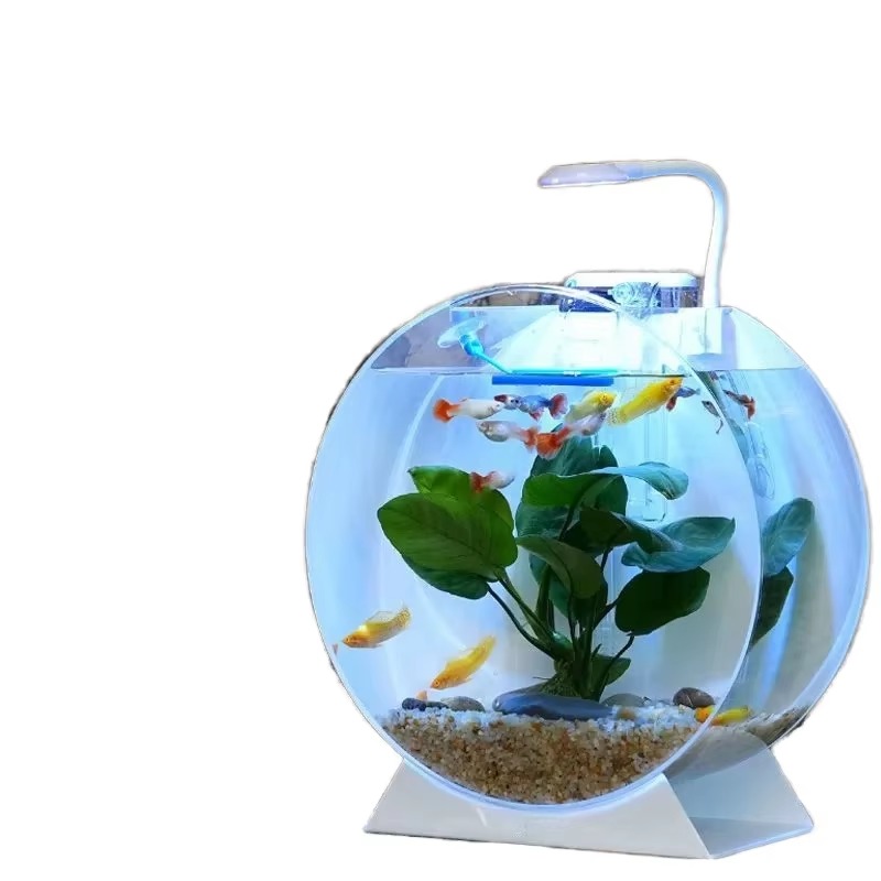 Hot Sale Modern Eco-Friendly A - Aquarium Fish For Sale recension och pris