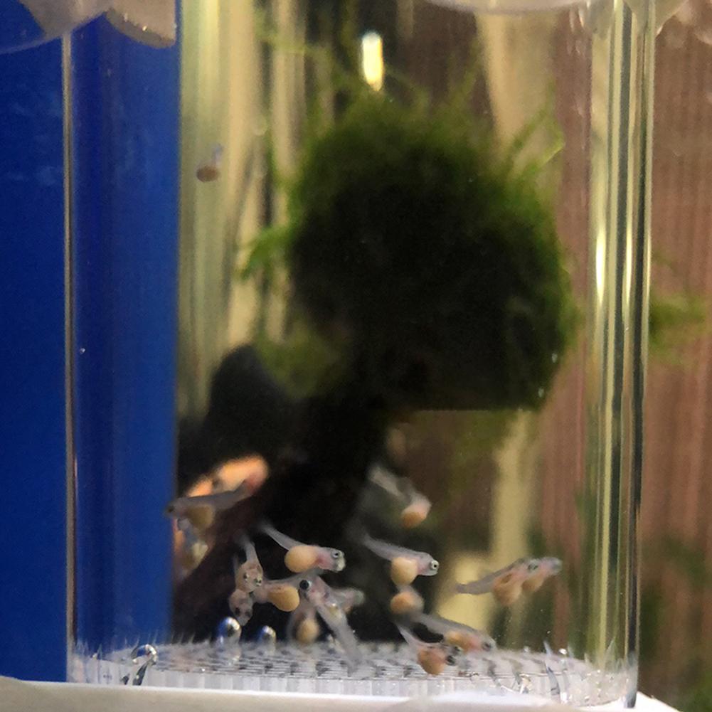 40mm Aquarium Cichlids Hatcher - Aquarium Fish Eggs recension och pris