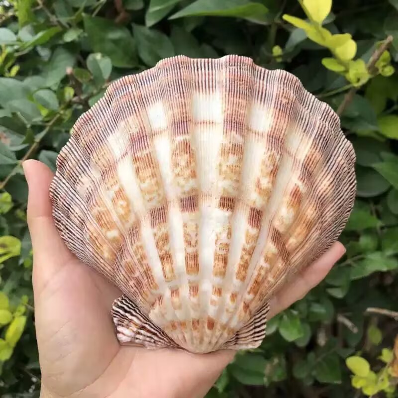 New Natural Queen Scallop Slic - Aquarium Queen Fish recension och pris